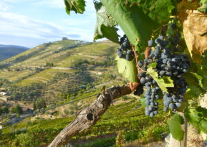 Wijnstudie-reis Portugal - Algarve - Alentejo - 1 - 5 oktober 2023